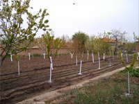 800sqm_land_with_60_fruit_trees.jpg